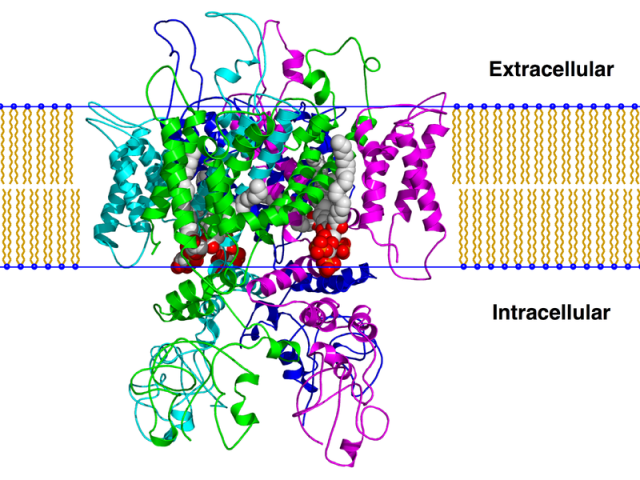 Model of TRPV1, the capsaicin receptor