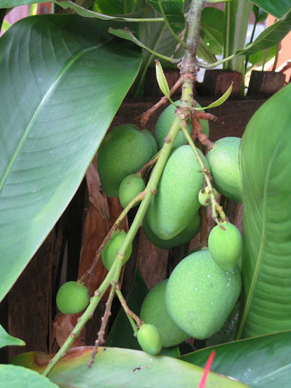 Green Mangoes in Malaysia