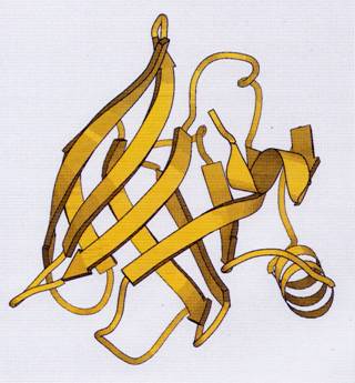 Beta lactalbumin is a milk protein designed to carry a lipid in its calyx-shaped pocket. 