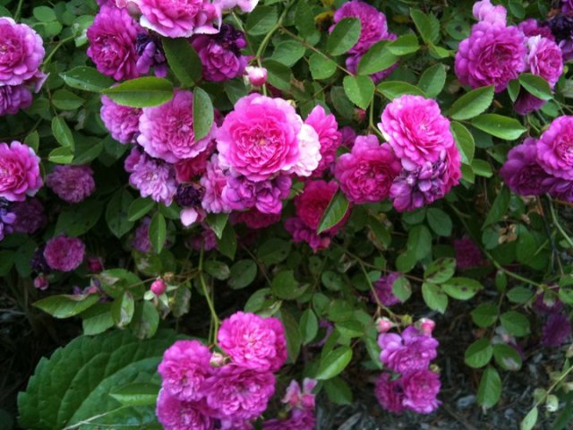 A Rose on the Bush is better than a Dozen in your Hands! 