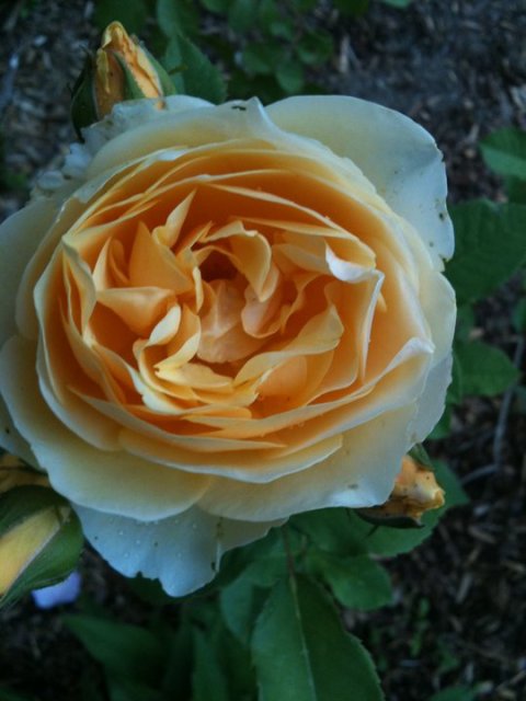 A Rose on the Bush is worth a Dozen in your Hands! 