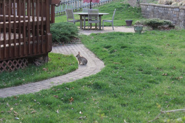 Easter bunny knows I'm a vegetarian and grows bold.