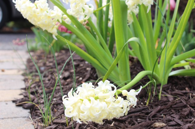 Hyacinths bloom before the opportunistic weeds arrive. I'd better get to work!