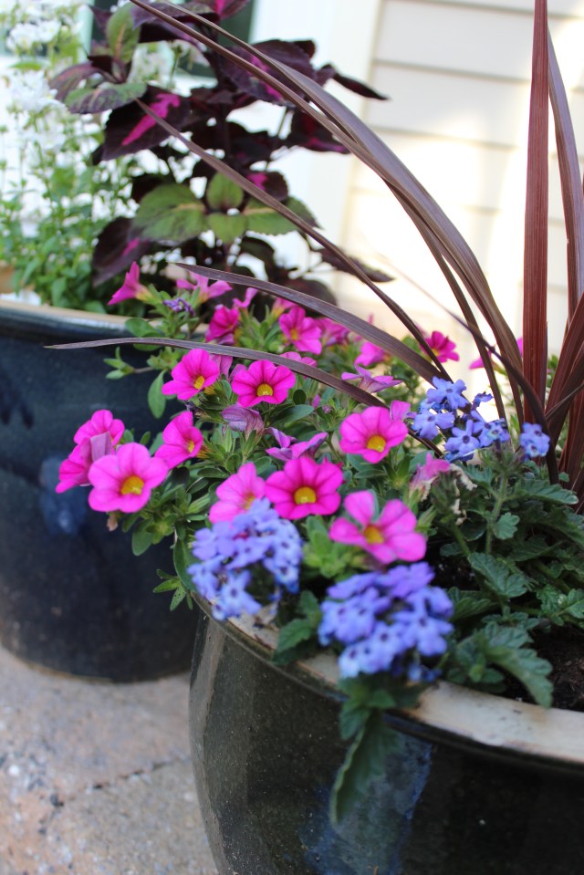 Pots for the patio: mixing up petunias, coleius and dragon grass. 